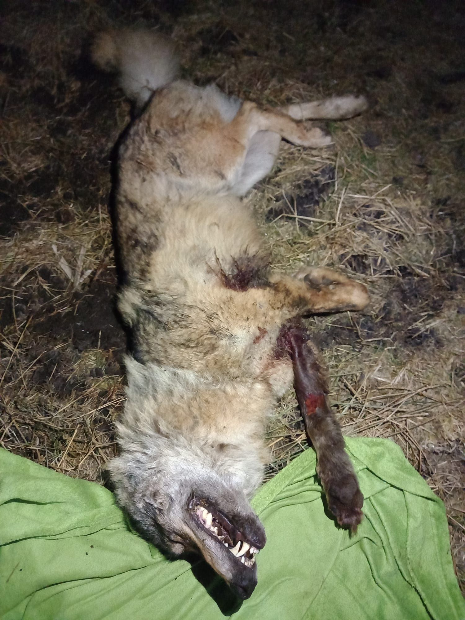 Kilkuletni samiec wilka postrzelony w przednią łapę w okolicach Trzebielina (woj. pomorskie), znaleziony w stanie agonalnym 12 marca 2022 r. Autor. K. Lesner